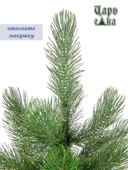 Сосна Царь елка Триумфальная 210 см ТМ-210