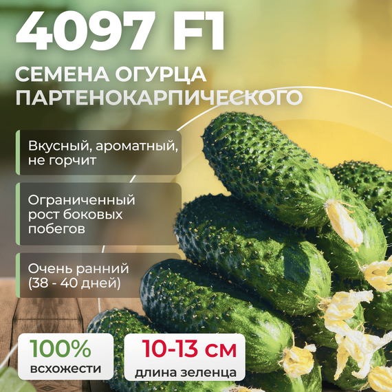 4097 F1 семена огурца (Seminis | Alexagro) – фото 1