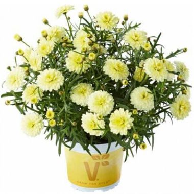 3628 Агрирантемум ARAMIS DOUBLE PRIMROSE