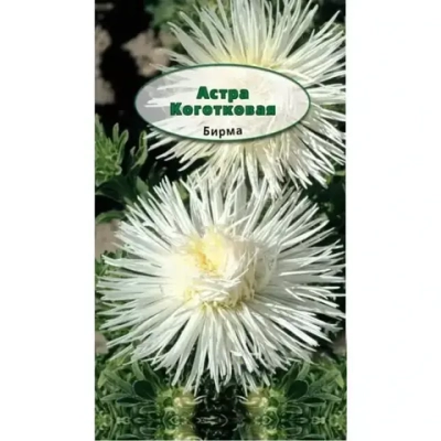 Семена Астра Коготковая Бирма Кремово-белая 75 см 0,3 гр 238820