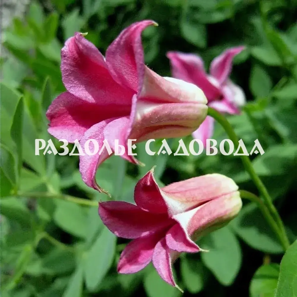 Клематис ботанический Дачес оф Албани