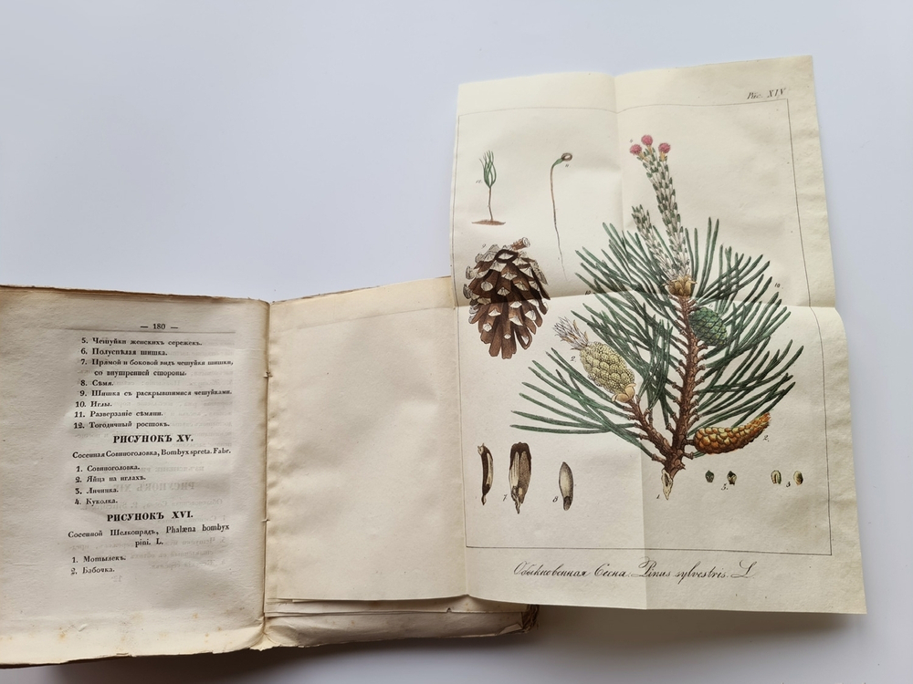 "Карманная дендрология важнейших и употребительнейших пород при кораблестроении (Описание пород деревьев)". П.Г.Орловский. 1835г. - редкая книга