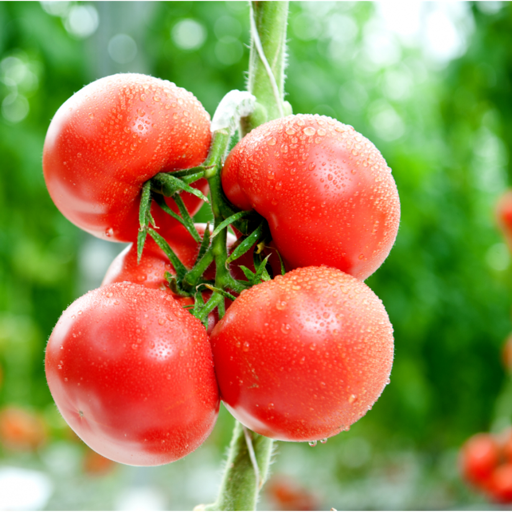 Азор F1 семена томата индетерминантного (Гавриш)