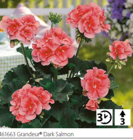 ЕВРО Пеларгония зональная Grandeur Dark Salmon укореннный черенок ОКС конец ноября