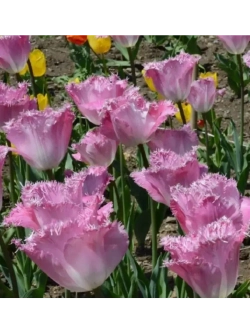 Тюльпаны Dallas 3 шт, набор луковиц