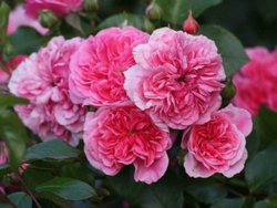 Роза Пинк Свани С7 Закупка М57 июнь 2026