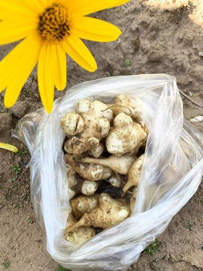 Топинамбур