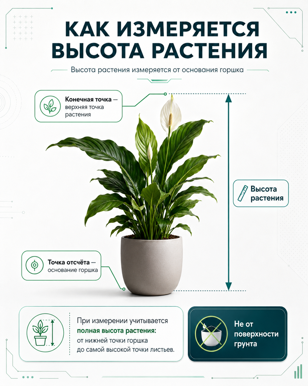 Фикус Шевириана