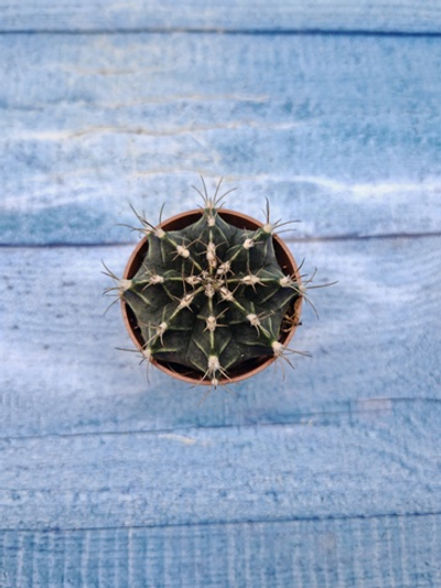 Gymnocalycium Friedrichii (Гимнокалициум)