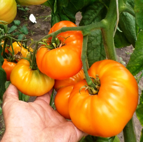 Помидоры КВХ - Kellogg's Breakfast Cross