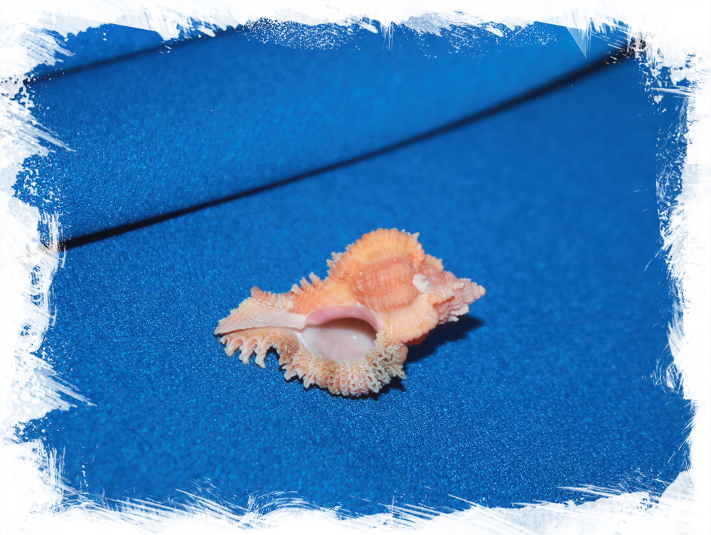 Chicomurex laciniatus