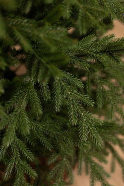 Искусственная елка Уральская 2,4 м. литая