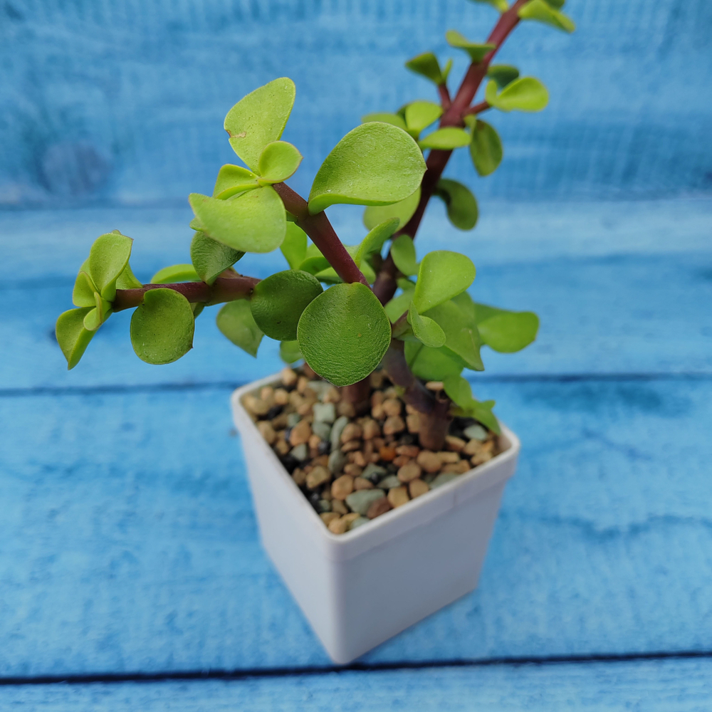 Portulacaria Afra (Портулакария)