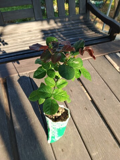 Роза Перпл Сплэш