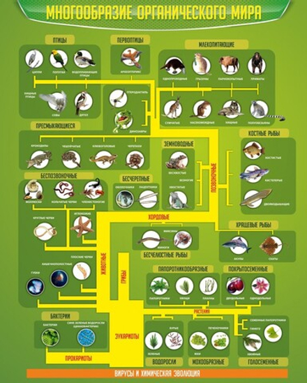 Стенд "Многообразие органического мира"