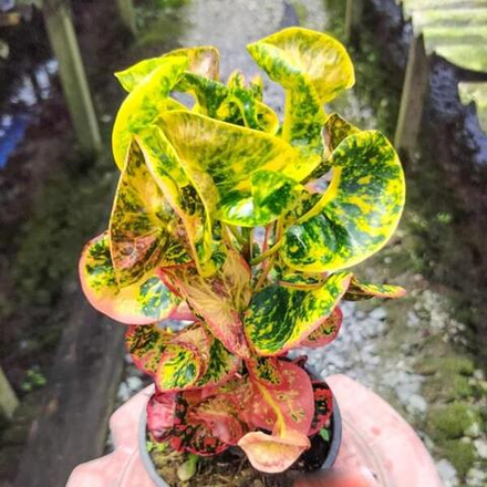 Кротон LADYBUG