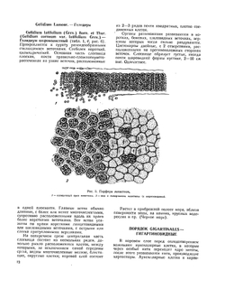 Ботанический атлас | Б.К. Шишкин