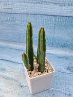 Stapelia Leendertziae (Стапелия)