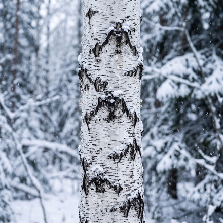 Отдушка CS - Лесной Снег (Woodland Snow)