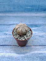 Astrophytum Asterias "Super Kabuto" (Астрофитум)