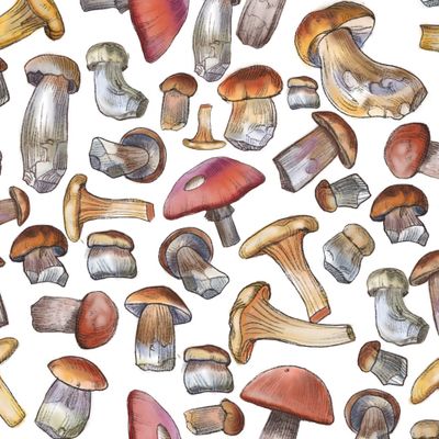 грибы лесные акварельные