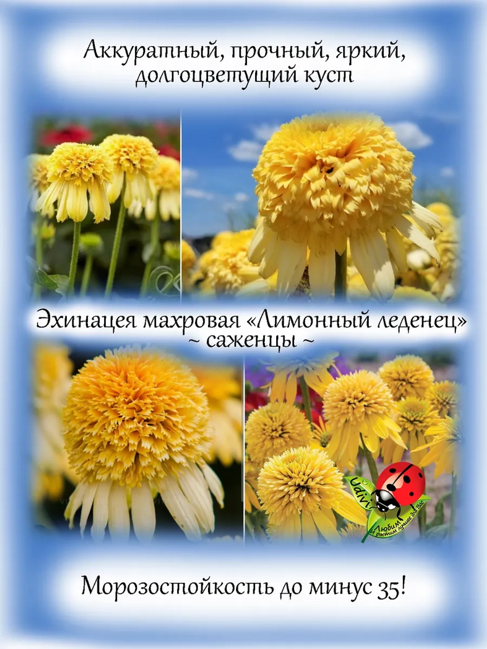 Эхинацея махровая "Лимонный леденец" Лимон Дроп