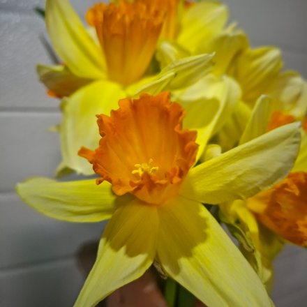 Нарцисс Фортиссимо