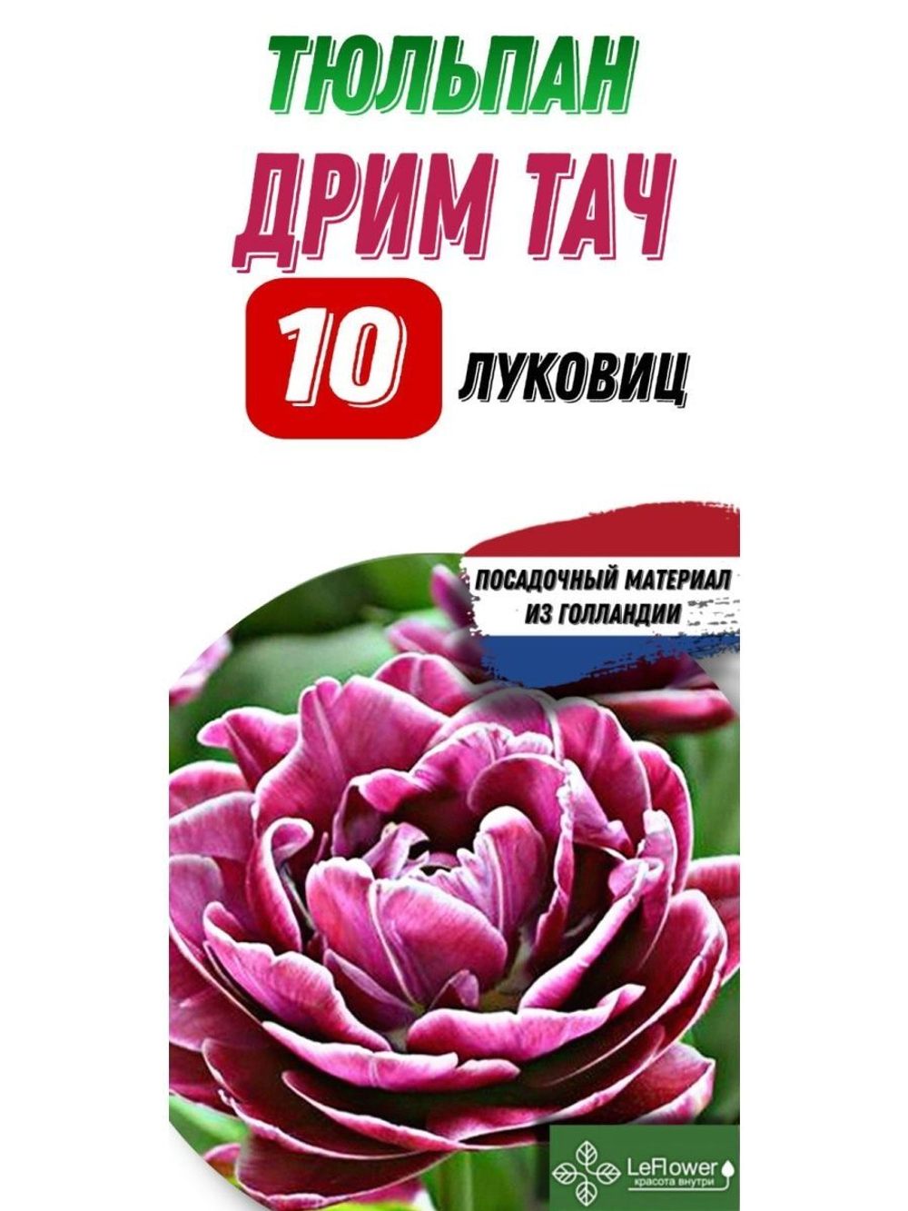 Тюльпан Луковица, Дримтач Луковица, 10шт