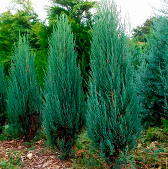 можжевельник Блю Эрроу <span>от 1290 ₽</span>