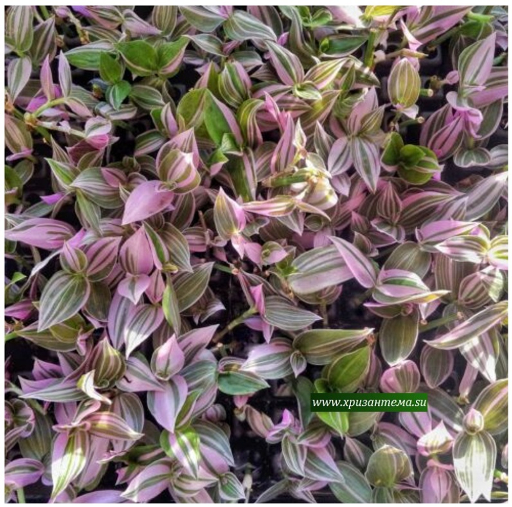 Tradescantia Albiflora White-Pink