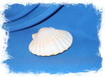 Японский морской гребешок (Pecten albicans)