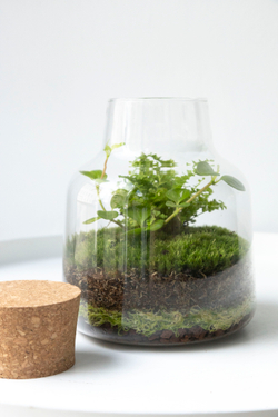 Экосистема Vase