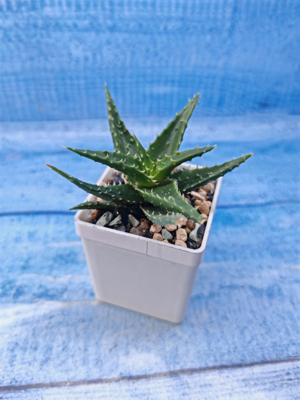 Aloe mitriformis hyb. (Алоэ)