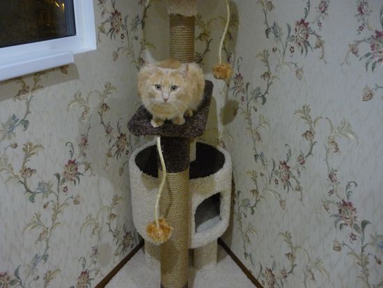 Когтеточка Д-15