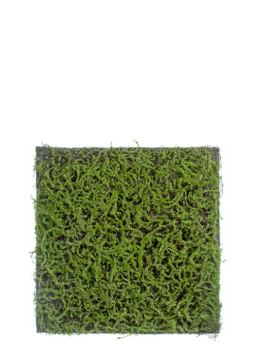 Мох Сфагнум Fuscum зелёный (полотно)