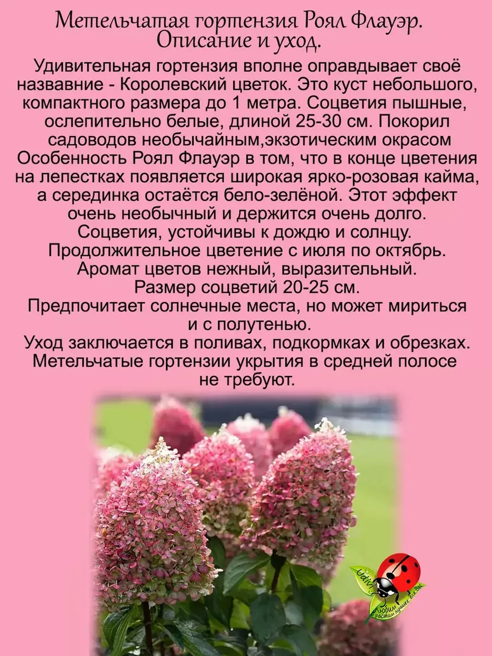 Гортензия Роял Флауэр метельчатая средняя