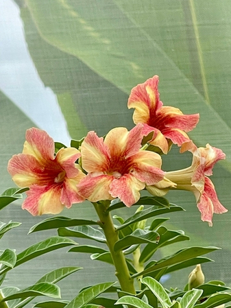 Адениум-рекомендация от садовника для любителей ароматных сортов