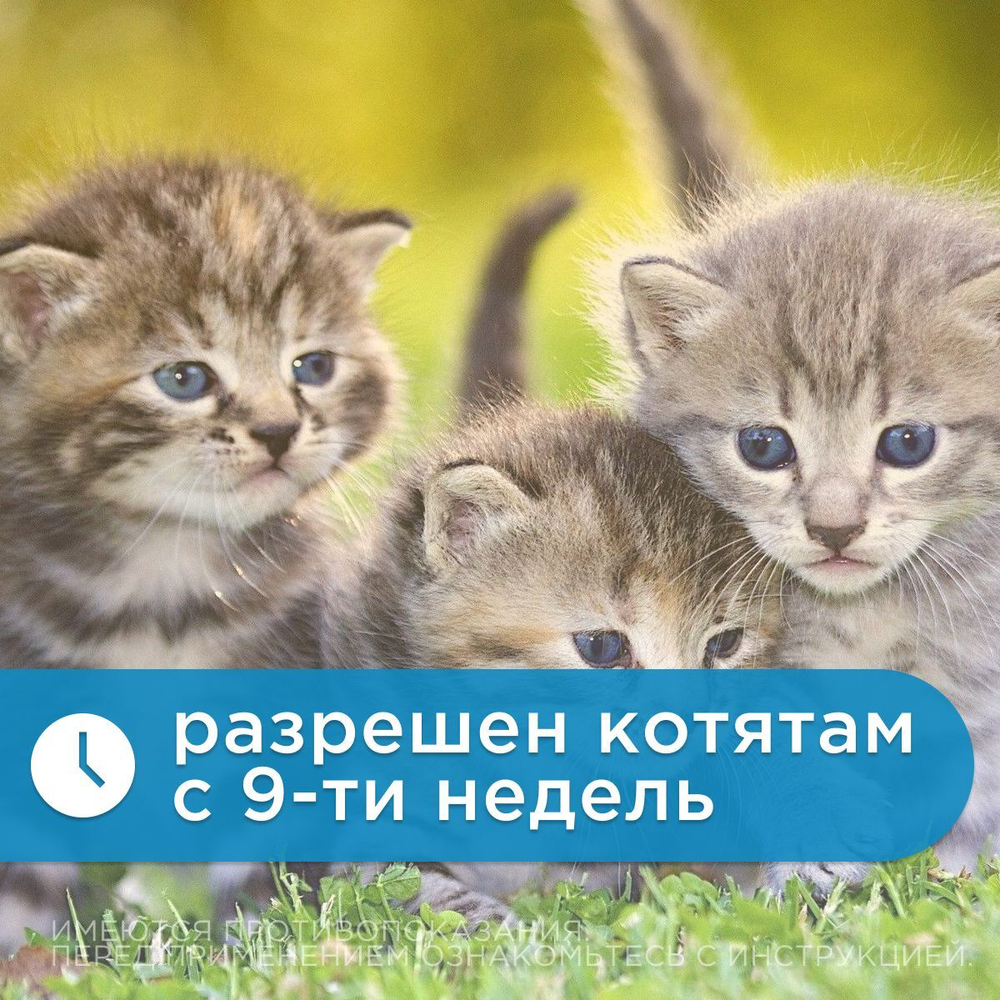 Капли на холку против блох, клещей и круглых гельминтов Elanco Адвокат для кошек более 4кг, 1пипетка