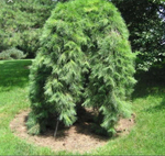 Сосна густоцветковая Пендула С7,5 Ра100-120