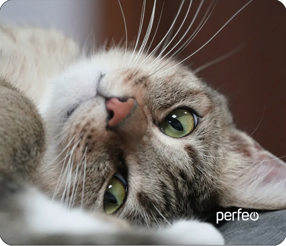 Perfeo Коврик для компьютерной мыши "Cat", Рис.19 (240*200*2 мм), ткань+резиновое основание