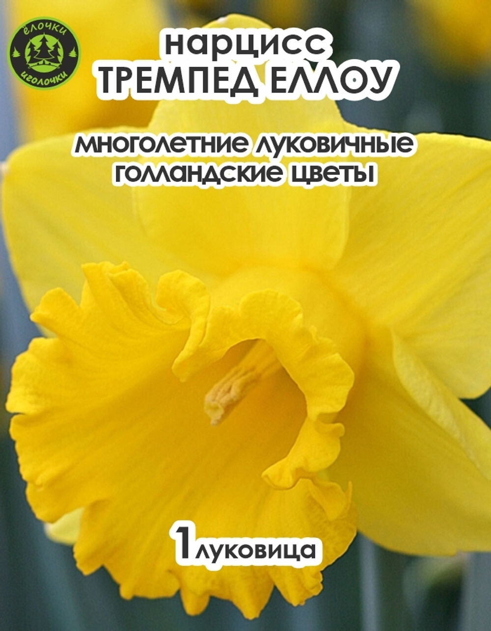 Нарцисс Луковица, Трампэт Йеллоу, 1 шт