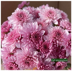 Хризантема мультифлора Elda pink м.21 (нет в наличии)