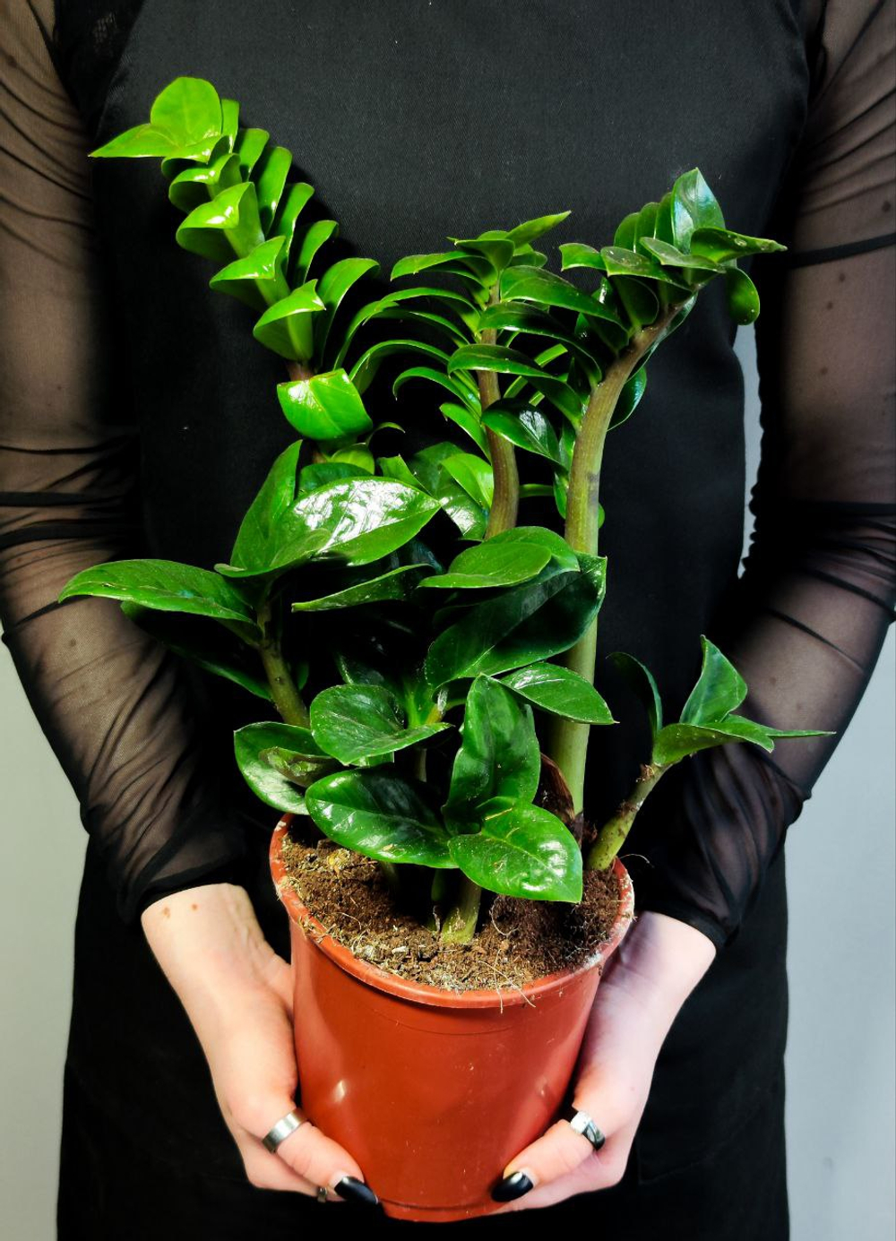 Замиокулькас Зензи D14см