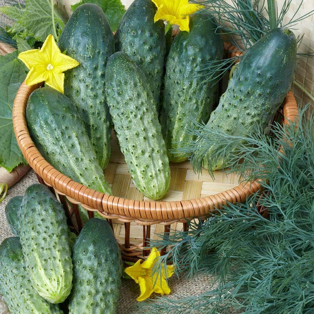 Мурашка F1 семена огурца партенокарпического (Гавриш)