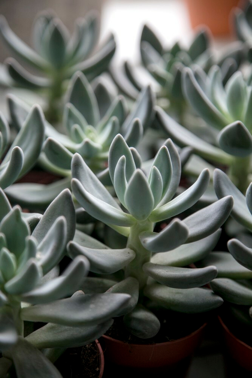 Пахиверия Сириус