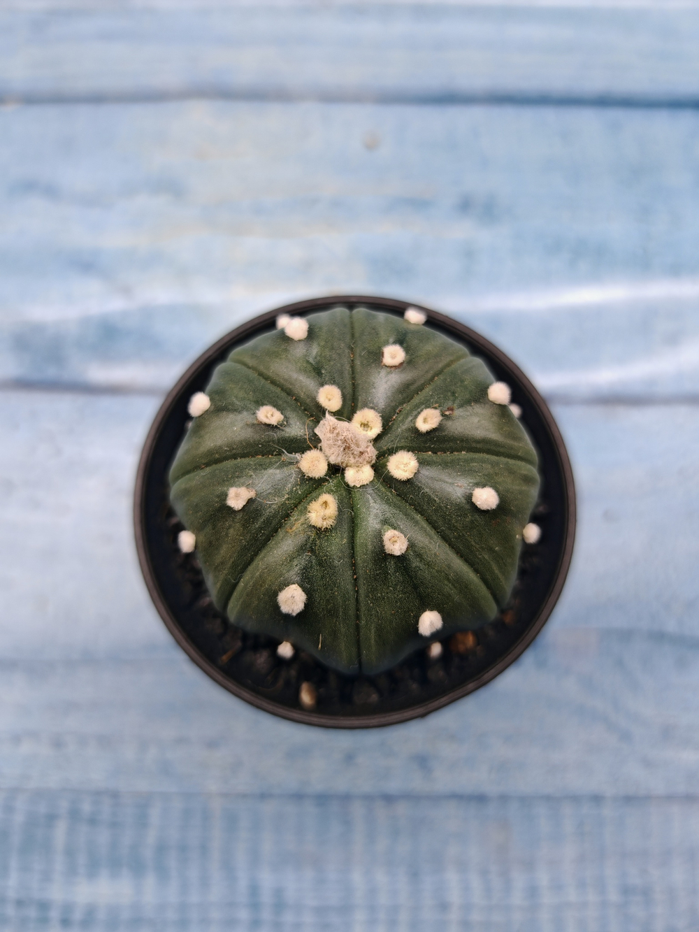 Astrophytum Asterias (Астрофитум)