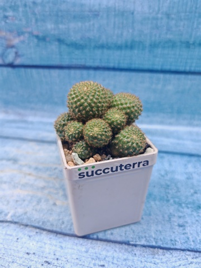 Rebutia Perplexa (Ребуция)