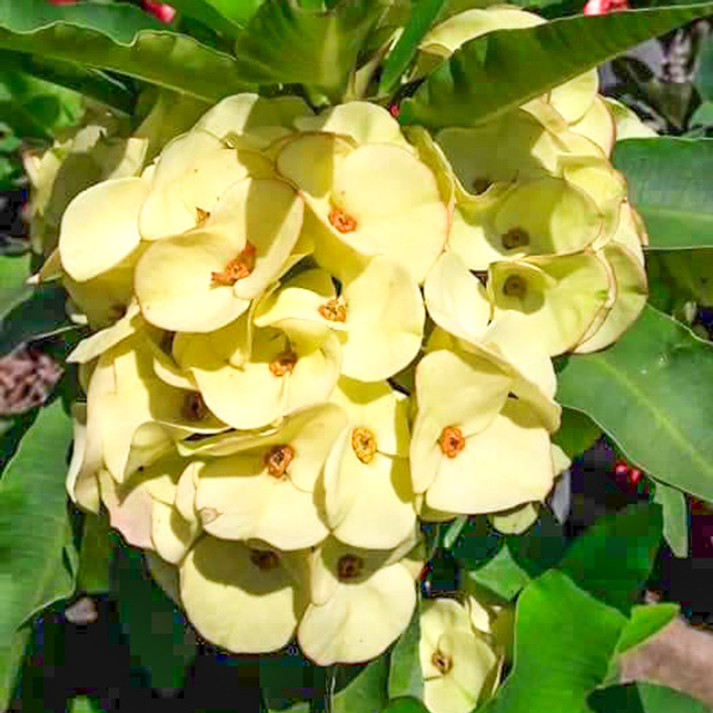 Эуфорбия Миля MALAI THONG