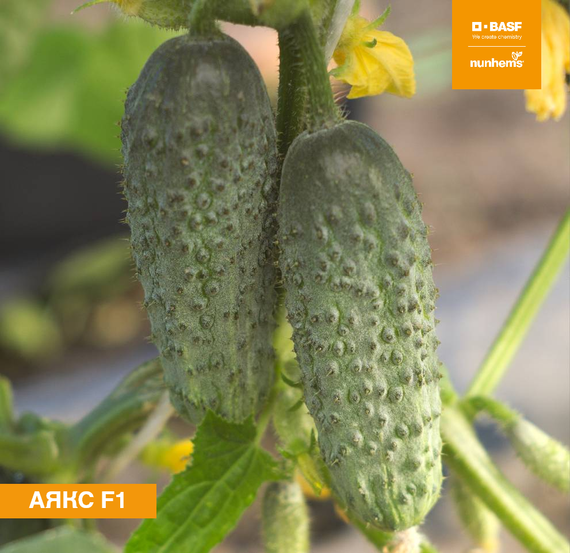Аякс F1 семена огурца пчелоопыляемого (Nunhems / Нюнемс) продукт – фото 2