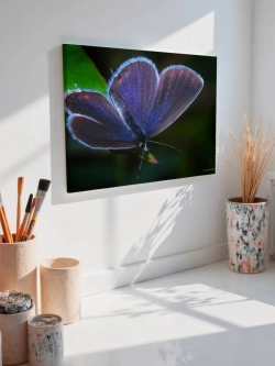 Картина на стену 40 X 50 Бабочка